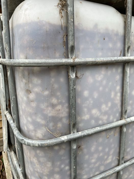 Vând prune pentru pălincă.