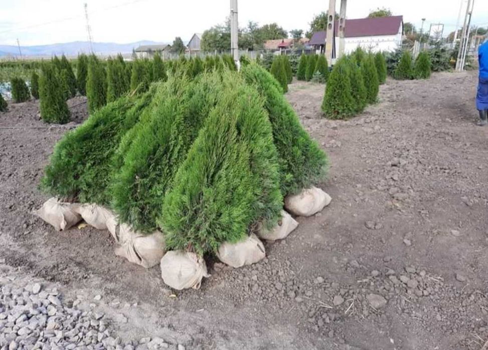 Tuia la ghiveci de la 70  cm la 1.8 m