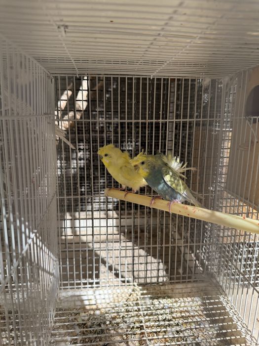 Продаю попугай бабочки