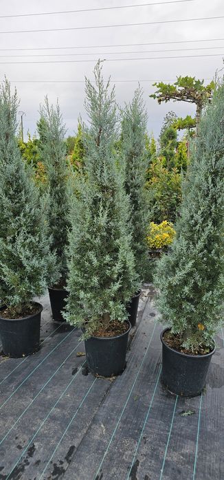 Leylandii gard viu / Platani /Mesteacăn alb