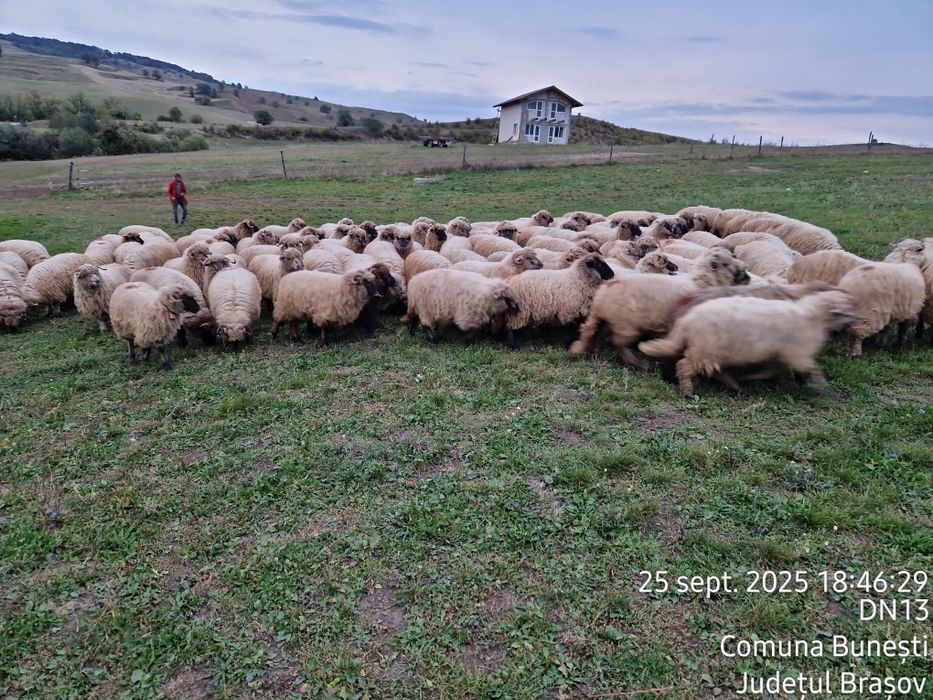 Vând oi tinere de reproducție