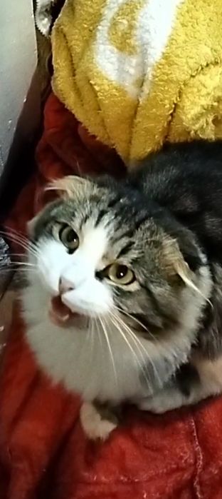 Отдам кота в добрые руки