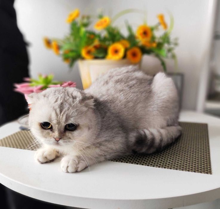 Baietel Scottish Fold Shorthair