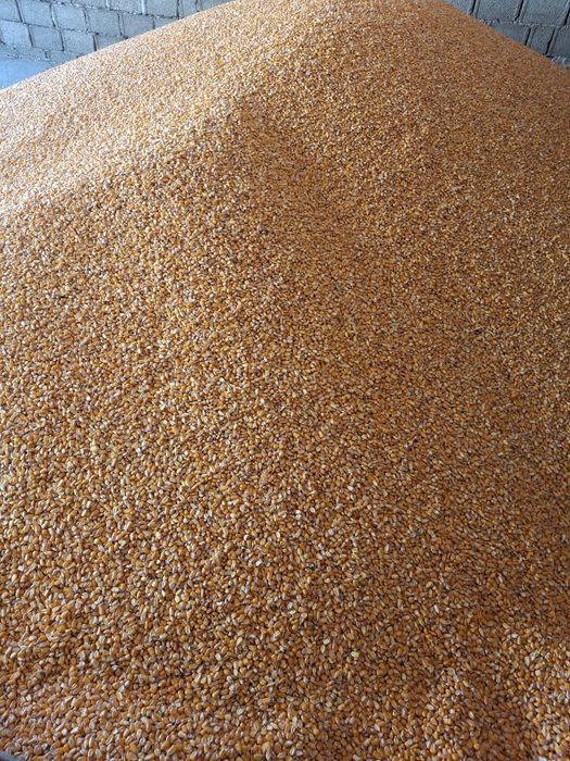 Vând porumb producție 2025