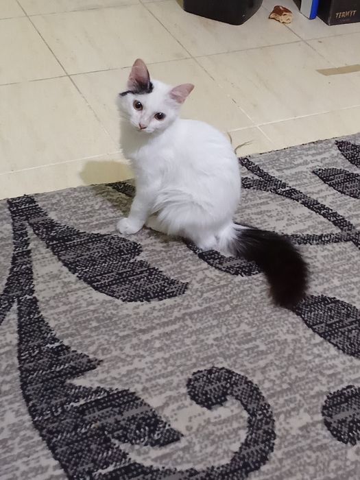 Маленькое чудо ищет дом