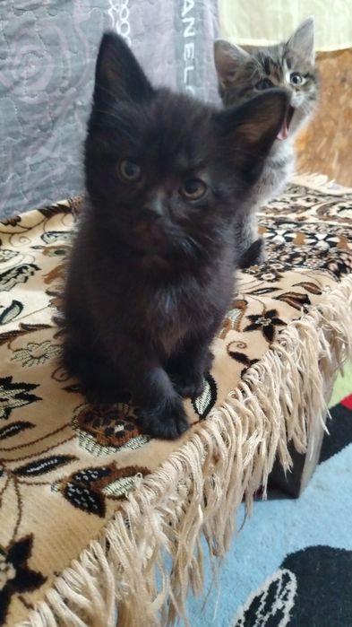 Отдам котят в добрые руки