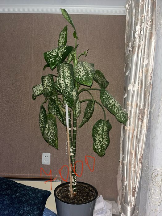 Диффенбахия в Актобе