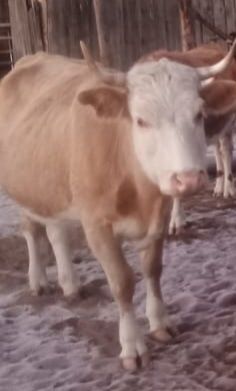 Продам корову 4 года