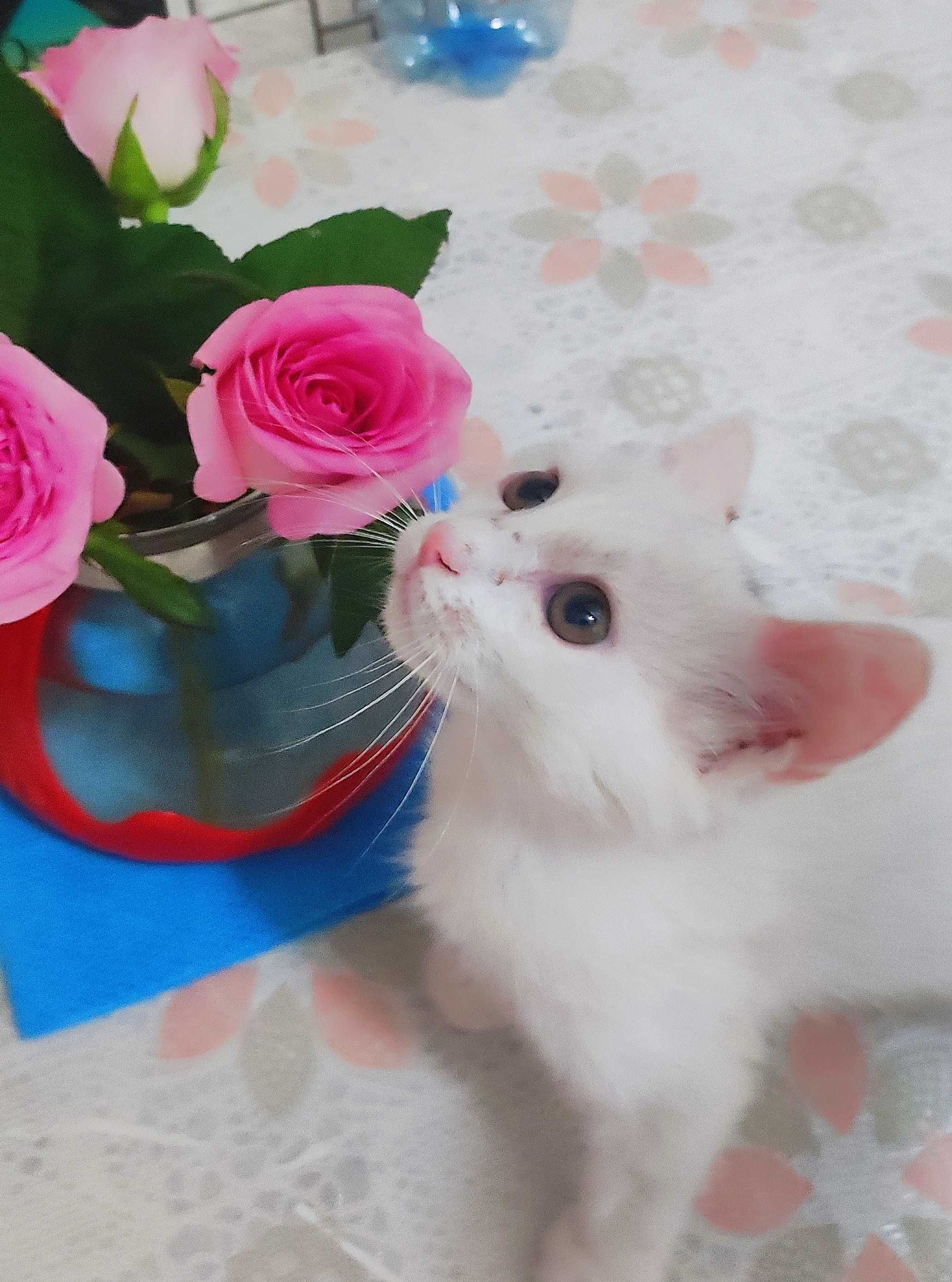 Котёнок 1,5 месяца