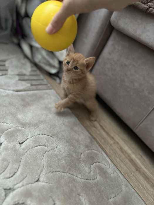 Котенок бесплатно