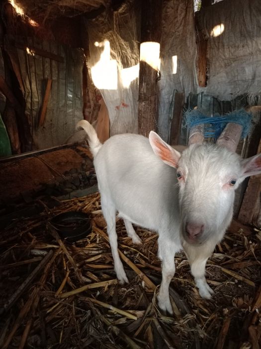 Țap alb tânăr , sănătos