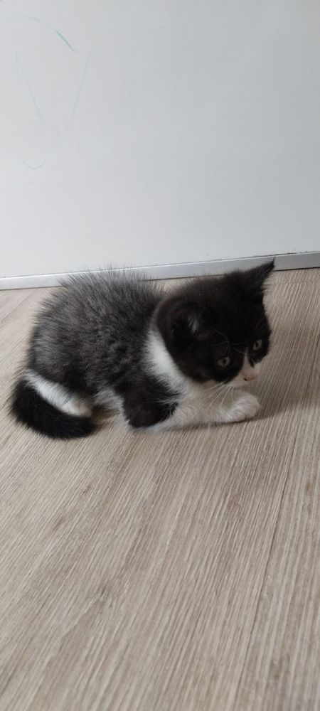 Damaahni mushuk bolasi toza onasini oʻzim boqaman onasini rasimiyam qy