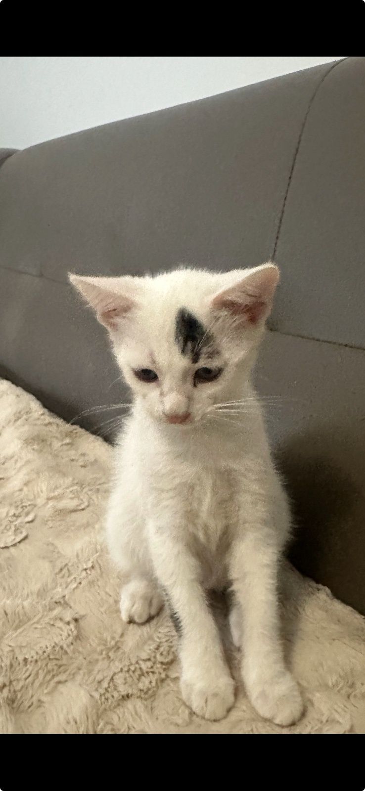 Подарявам 3 котенца на 3 месеца