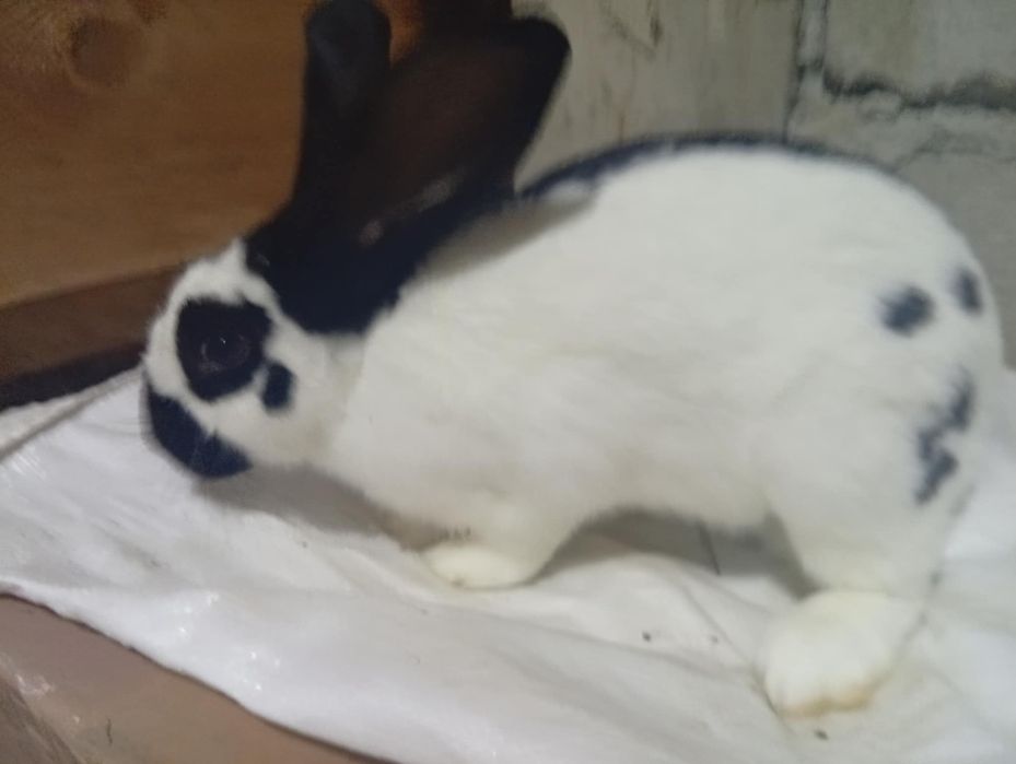 Vând iepuri fluture german și berbec german