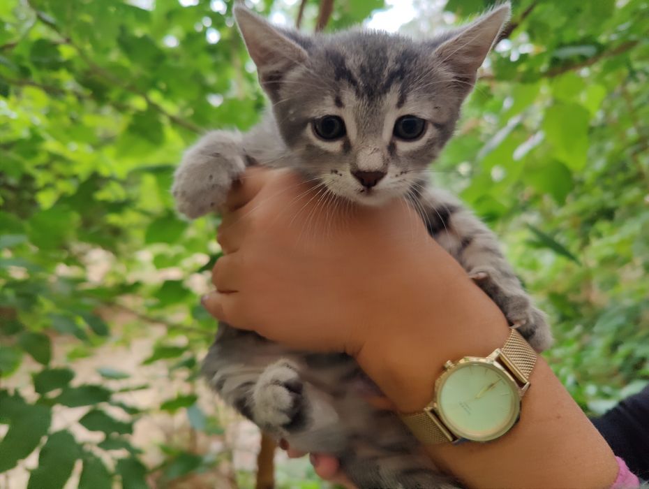 Женско котенце с буквата М на челото