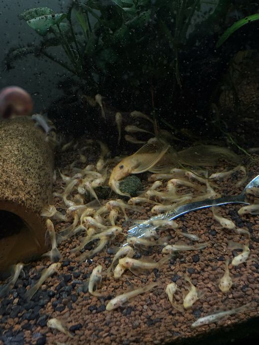 Vand pesti de acvariu ancistrusi l144 cu voalati