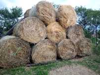 Baloți paie orzoaică,orz și triticale