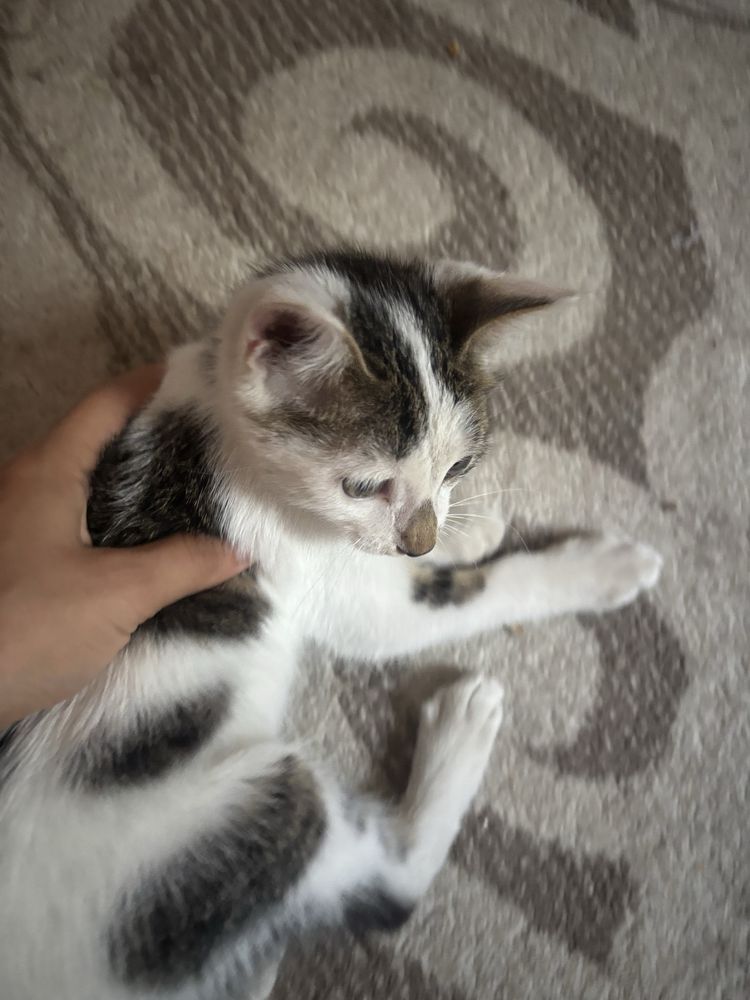 Котенок в добрые руки