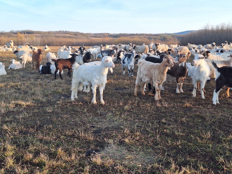 Capre de vanzare pe ales