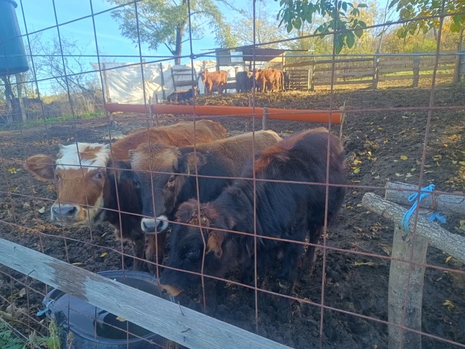 Tăurași de vânzare , 17 LEI