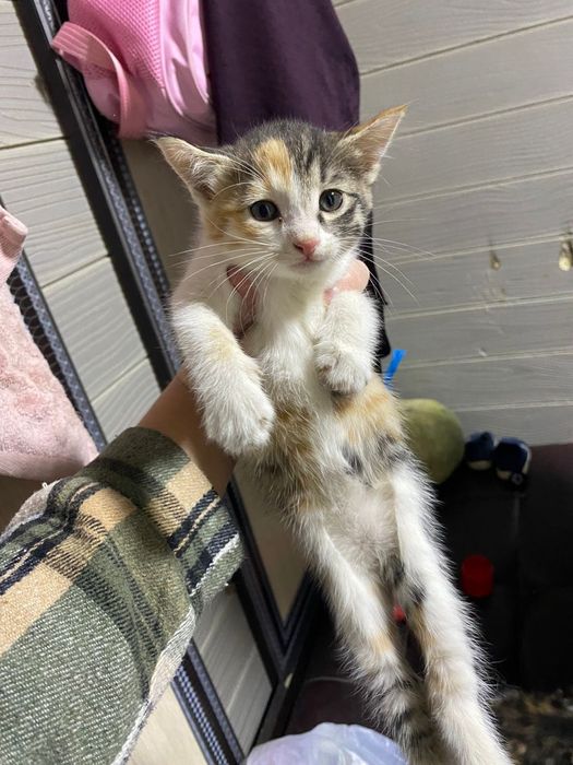 Котята, маленькие, красивые