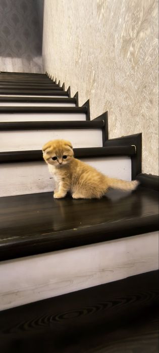 Продаётся чистокровный котята золотая шиншилла