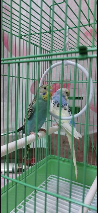 Волнистые попугаи можно обучить разшоваривать