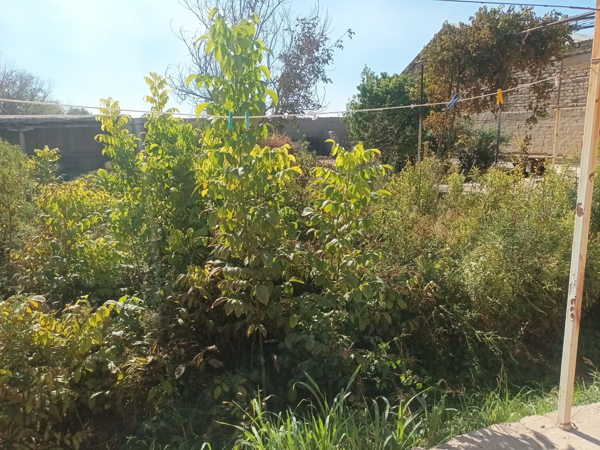 Кучатлар, нихолчалар