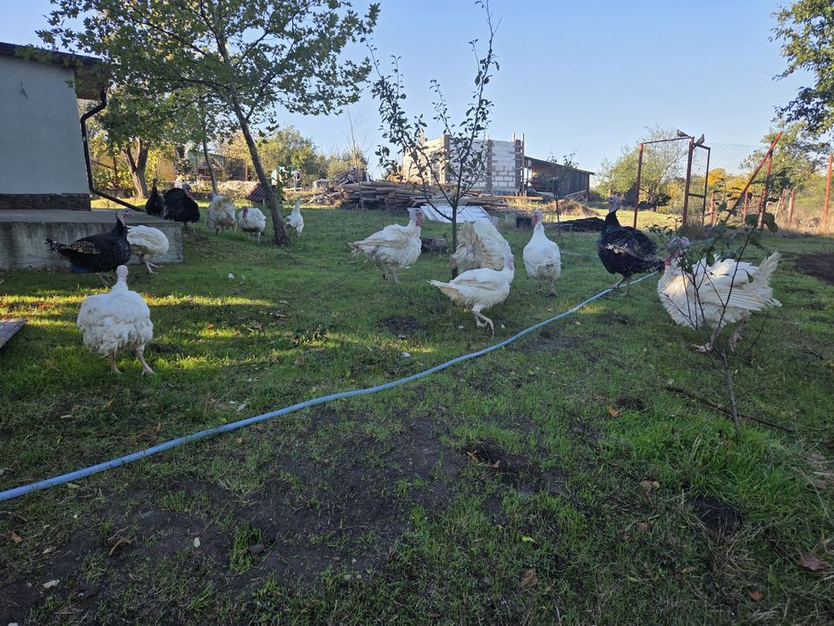 Vand curcani si curci