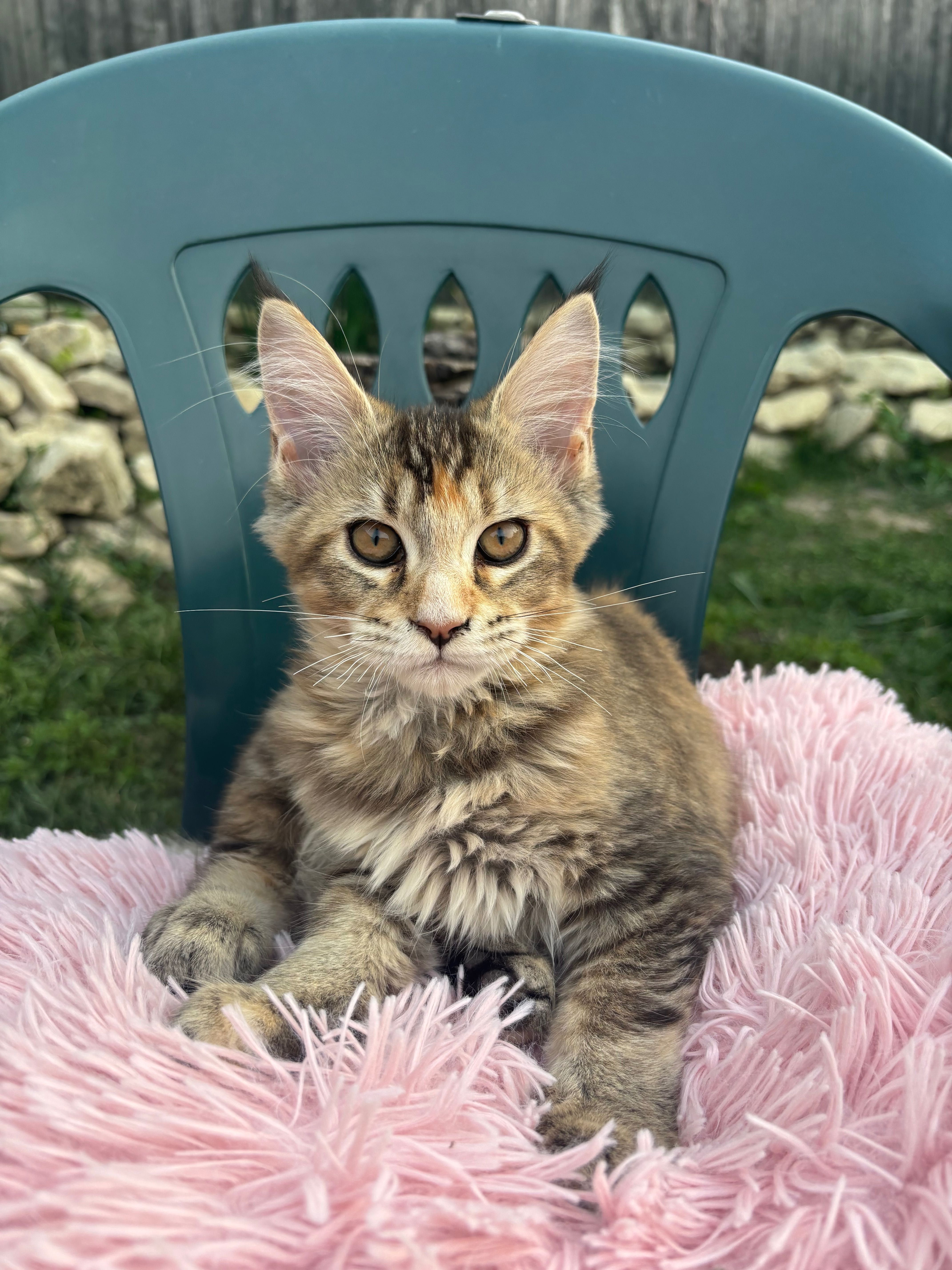 Котенца Мейн Куун