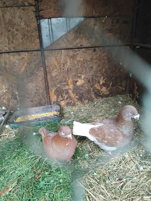 Vând porumbei standard american