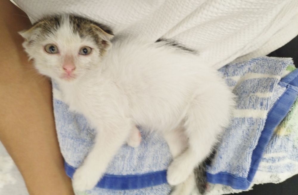 Вислоухий котик отдам в добрые руки