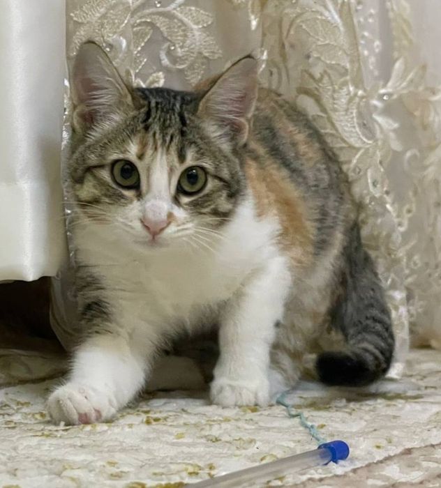 Отдам котёнка-девочку