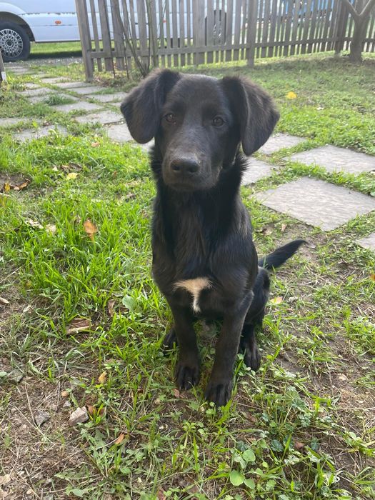 Cățelușă jucăușă își caută o familie iubitoare