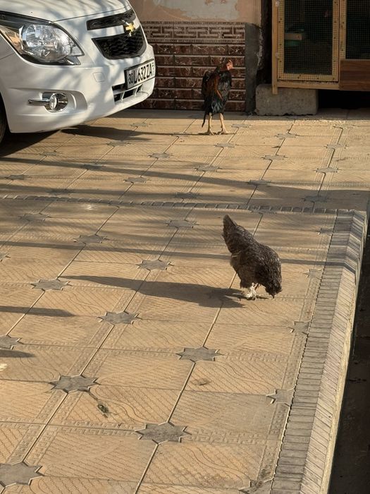 yapon tovuqlari sotiladi