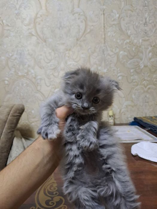 mushuklar srochna sotiladi mmmmmmmmm