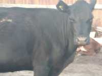 Продам двух молочных коров с телятами