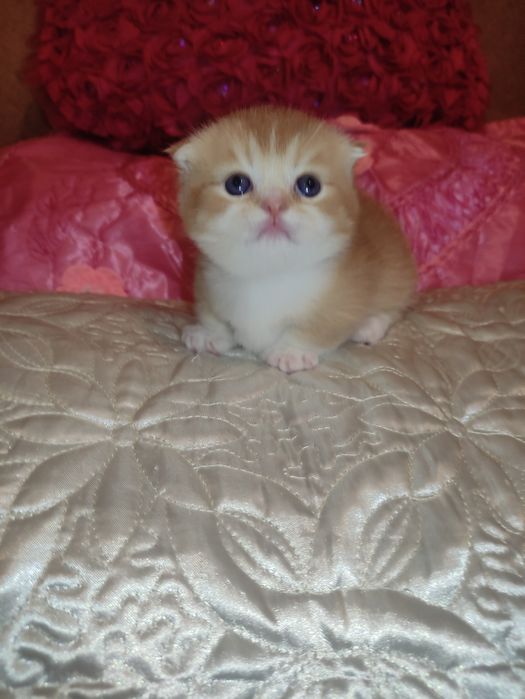 Готовится и бронируются котёнок Манчкин,золотой