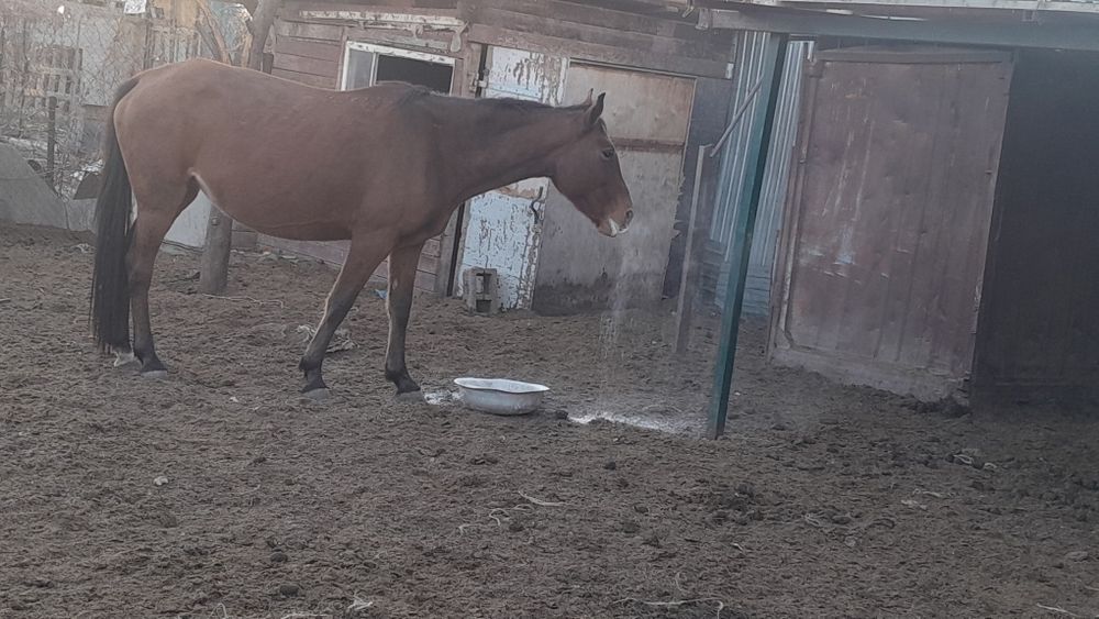 Лошадей продам срочно