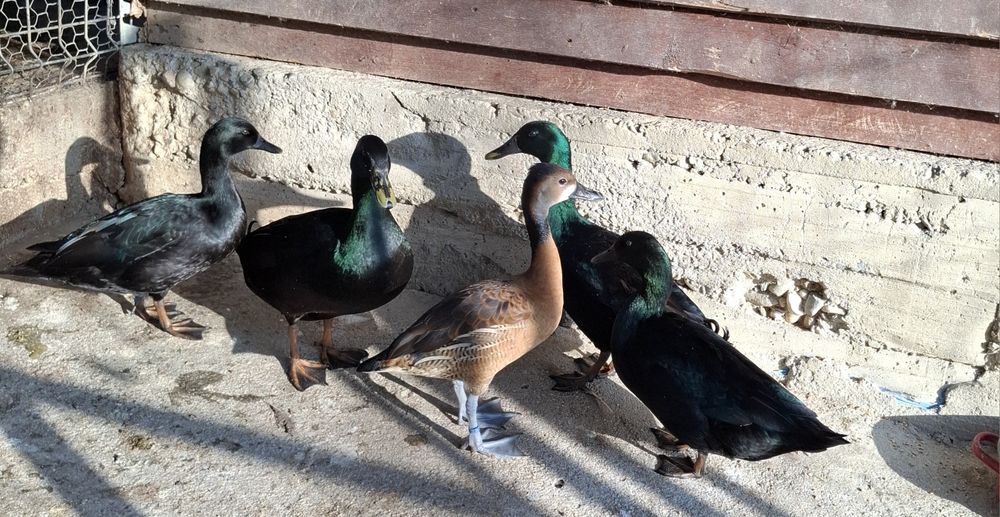 Rațe Smarald, Trimit în țară