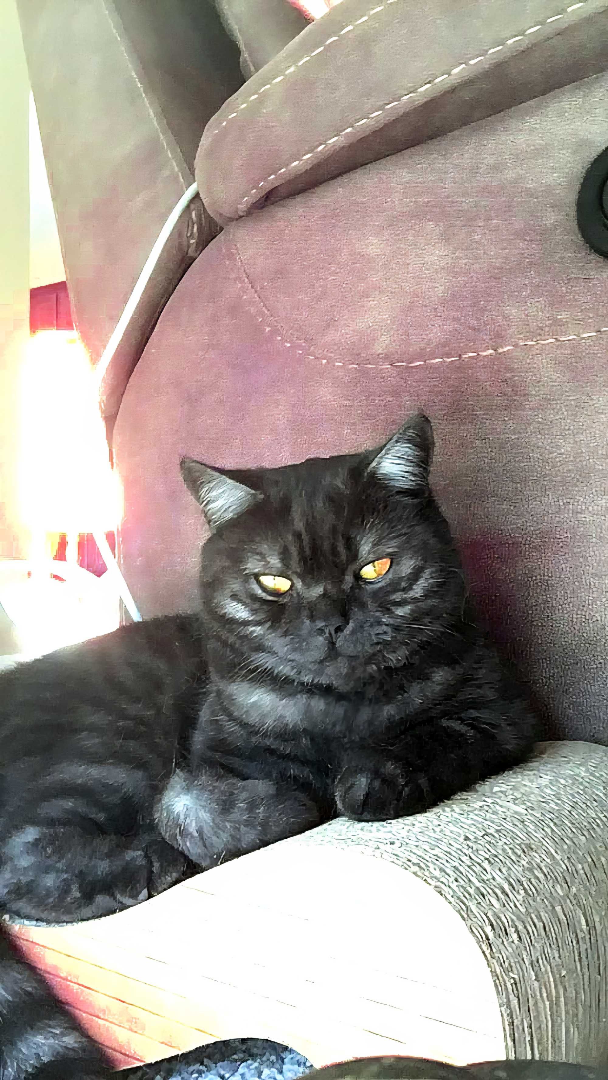 Британски котенца