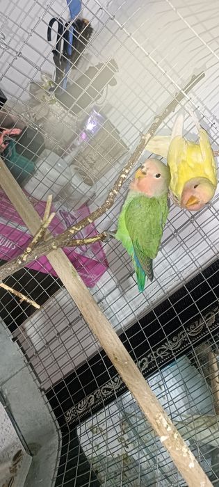 Продам попугайчиков