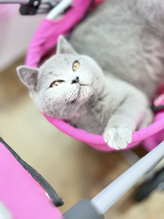 Чистокръвно британско момче на 5 месеца с родословие