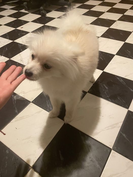 Pumeran bql mn dobyr I igriv