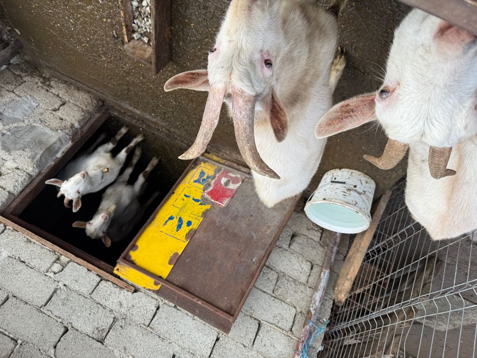 Vând 2 Capre si 2 țapi