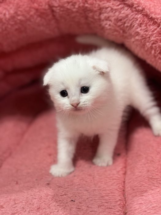 Котята  скотиш фолд