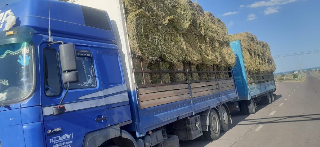 Сено жоношка урлон жоношка урлон