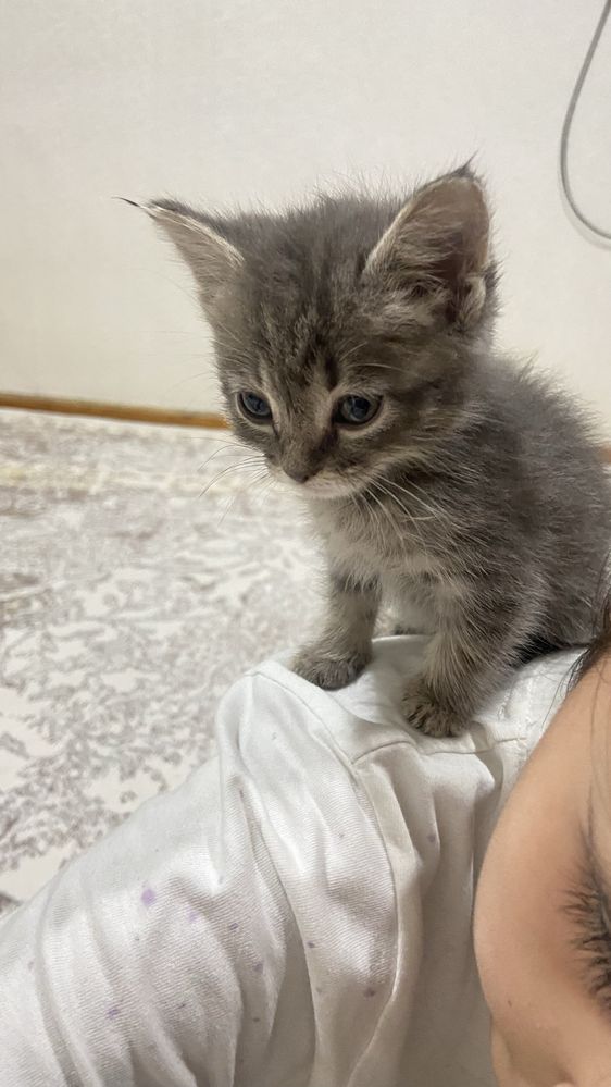 Мушук боласи Скотиш Страйт