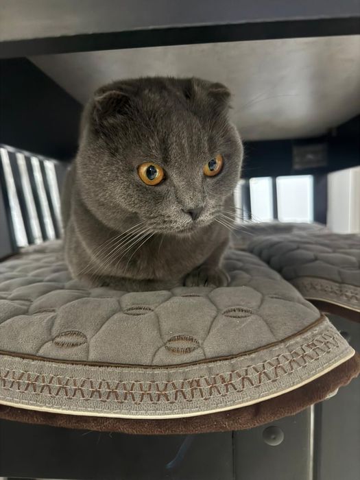 Шотландский вислоухий кот Лучи на вязку