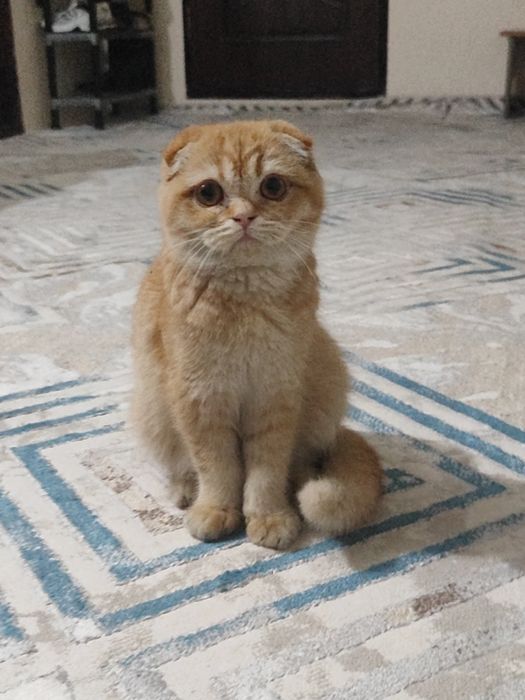 Scottish Fold mushug 4 oylik sarig rang